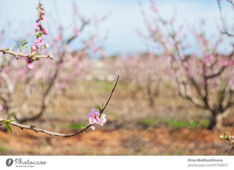 almond tree branch closeup in bloom. Spring background. Pink blossoms of cherry or peach trees in orchard garden. Agriculture industry. pink spring springtime