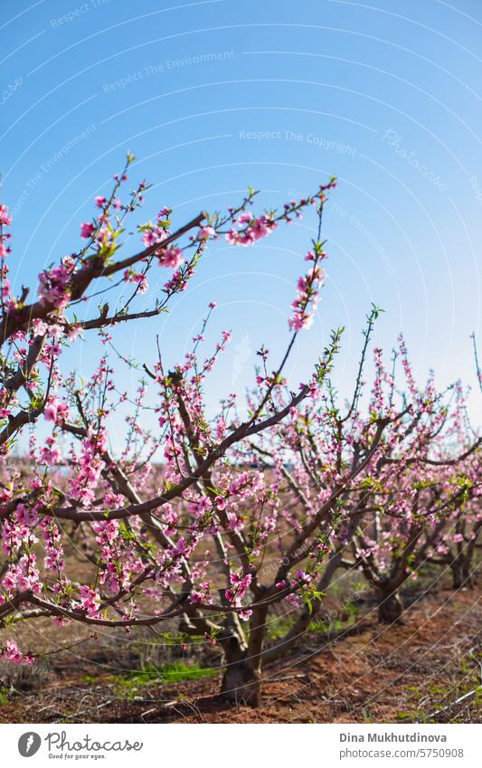 almond trees in bloom. Spring background. Pink blossoms of cherry or peach trees in orchard garden. Agriculture industry. pink spring springtime nature floral