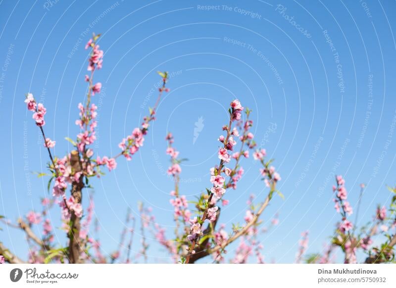 almond trees in bloom against blue sky. Spring background. Pink blossoms of cherry or peach trees in orchard garden. Agriculture industry. pink spring