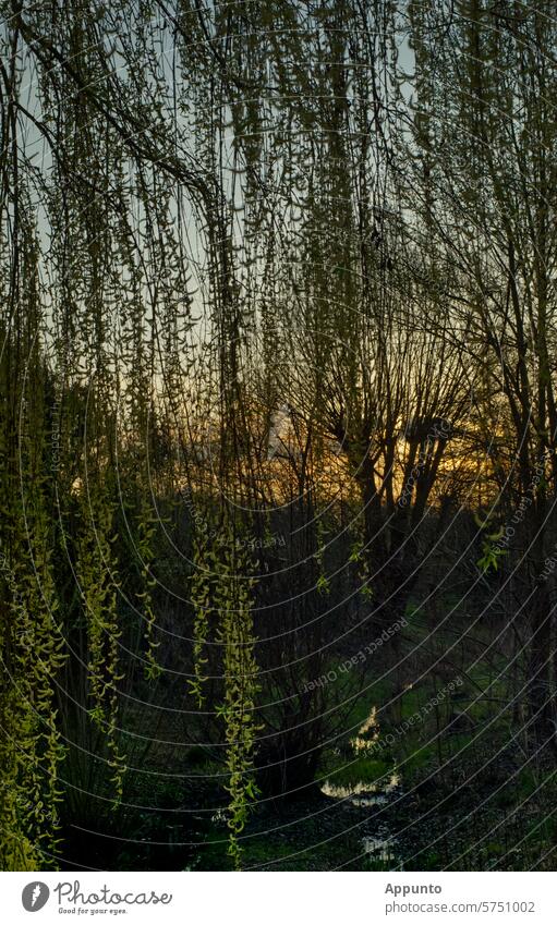 By the small, dreamy stream by the willow trees, a pollarded willow and a weeping willow whisper romantic stories to each other in the twilight Brook Small