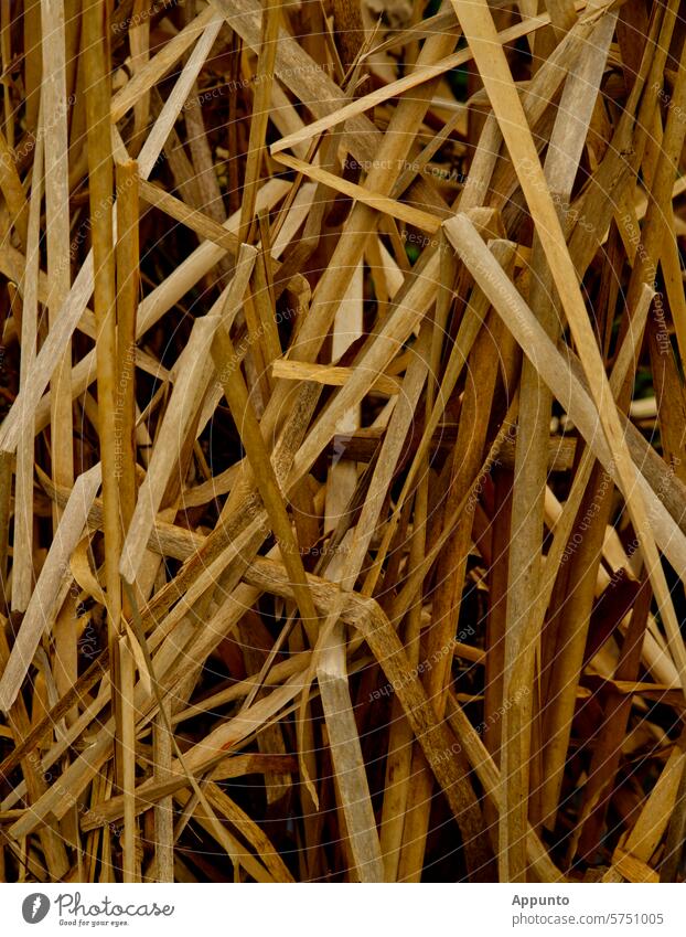 Tangle of leaves from the old, beige-colored leaves of the broad-leaved bulrush (Typha latifolia) from the bulrush family (Typhaceae) Old Beige