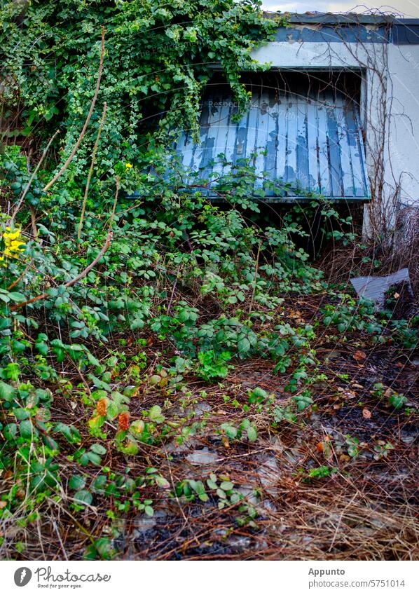 Suburban jungle / ... just went shopping.  (lost place: A garage entrance with a half-open, weathered blue garage door is overgrown with green bramble vines)