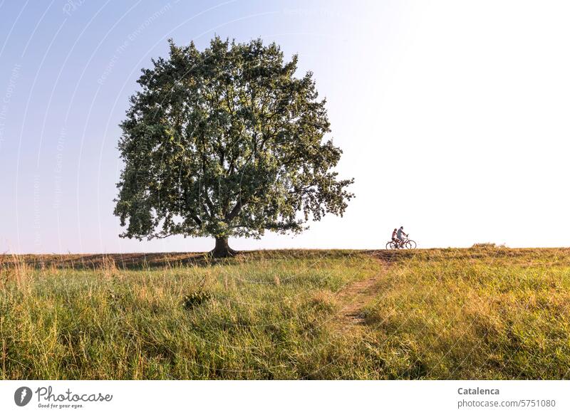 Tree, cyclist on the horizon Nature Environment Grass Meadow Plant Sky Beautiful weather Bicycle Summer Horizon Blue Green Sports fun fresh air Weather Day