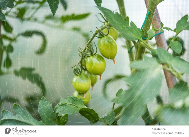 Growing tomatoes Nature flora Agricultural crop Plant tomato plant wax Flourish Vegetable Solanaceae Garden Nutrition Food Green Day Tsgeslicht Greenhouse