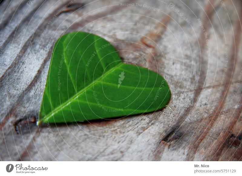 sweetheart Plant Heart Heart-shaped Happy Romance Green Leaf Infatuation Love Sympathy Emotions Creativity Nature Heart (symbol) Symbols and metaphors With love