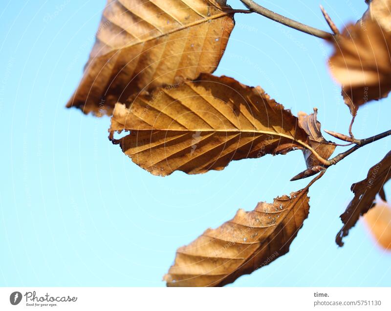 Beech leaves in fall Autumn sunny Branch Twig Beech tree Discoloration Change warm Season autumn colours Brown withered