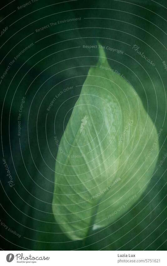 Single leaf, large flower photographed through a pane of glass Spathiphyllum Monocle Detail Peace Lily Leaf vane Close-up Plant striking daintily Delicate