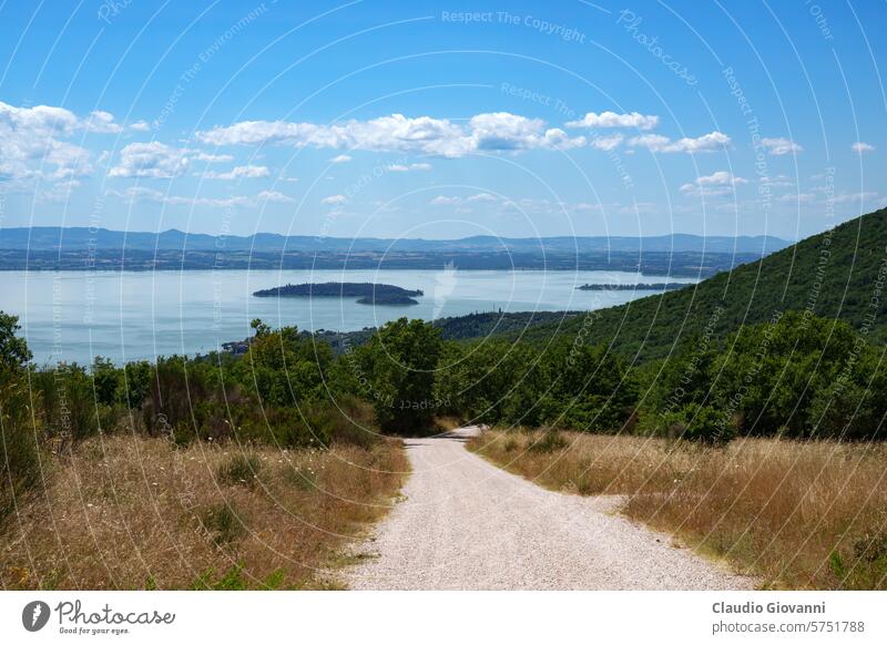 Rural landscape near Passignano sul Trasimeno, Umbria, Italy Europe July Perugia color country day lake nature olive photography road rural summer sunny travel