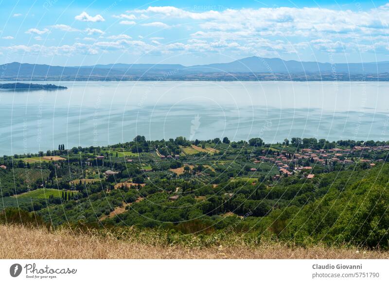 The Trasimeno lake at summer near Passignano Europe Italy July Perugia Umbria color country day landscape nature olive photography road rural sunny travel tree