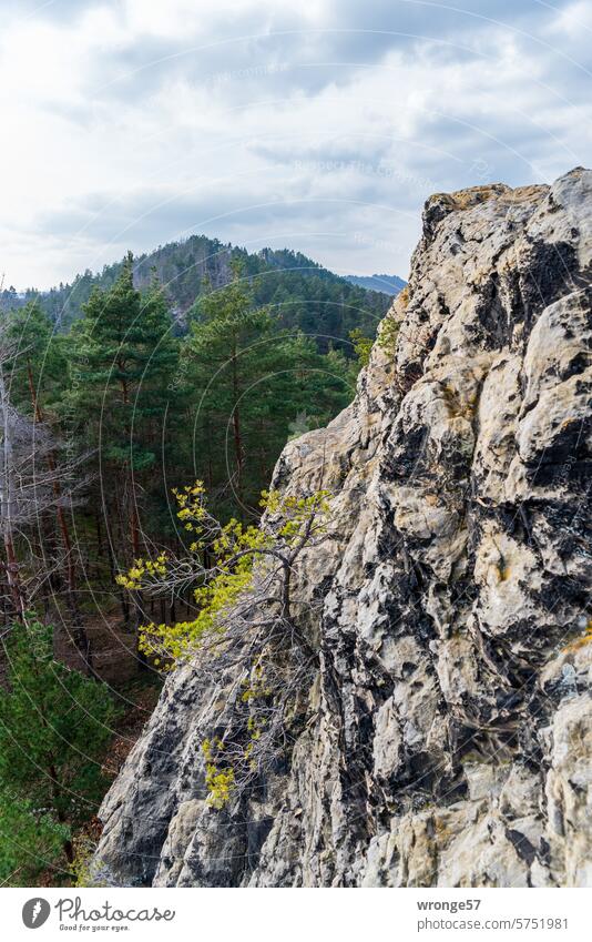 Tiny pine clings to the steep rock of a cliff mountain Mountain landscape Rock Rock group Jawbone midget Landscape Nature Forest woodland Exterior shot