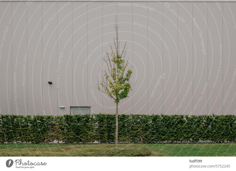 Tree and hedge in front of a dull façade - sober, cool minimalism Hedge Facade factual chill Gloomy urban Loneliness Minimalistic Gray Modern