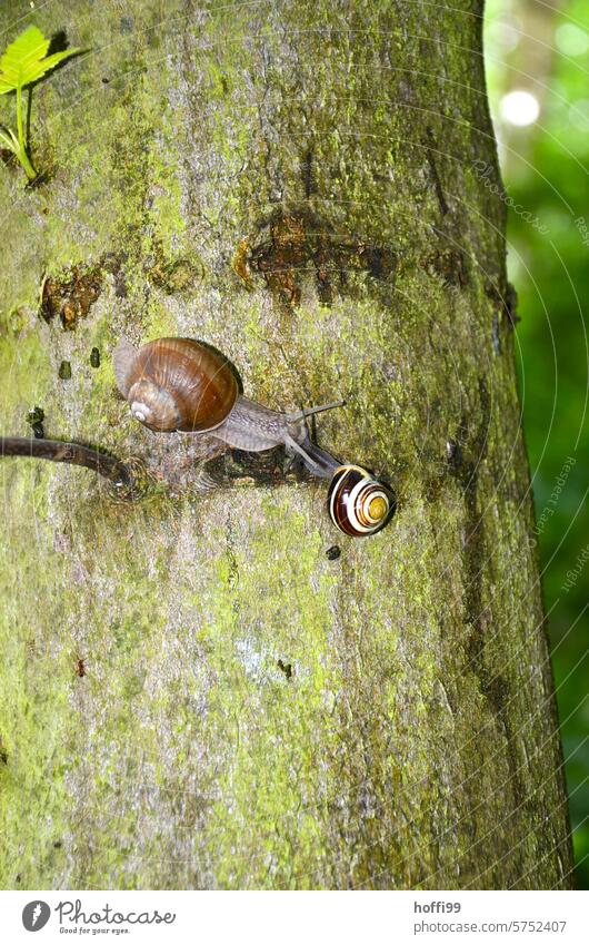 Two snails meet on a tree Crumpet Snail shell Feeler Mucus Slowly Animal Slimy Vineyard snail Close-up Together forgather cross paths Encounter