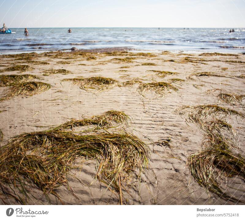Posidonia oceanica called Neptune Grass or Mediterranean tapeweed on the Grado beach seagrass summer touristic tourism italy mediterranean adriatic seaside