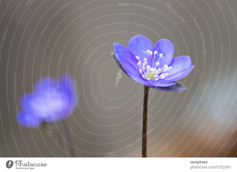 detail of Hepatica nobilis flower anemone anemone flower bloom blooming blossom blur blurred botanical botany bright color colorful delicate environment flora