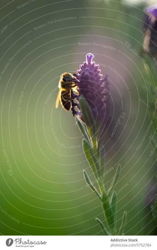 Bee gathering pollen on lavender in Malaga bee flower close-up insect plant nature macro malaga light wildlife botanical flora fauna purple green blur