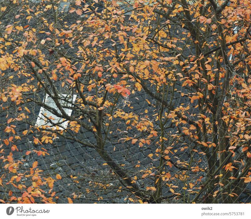 leaf canopy Skylight Above Bird's-eye view Deciduous tree leaves Autumn leaves Foliage colouring roofing felt Twigs and branches Nature Autumnal Tree