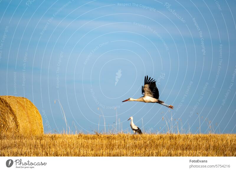A stork flies over a harvested field horizon white stork living beings hay nature vertebrates straw swarm animal agriculture rattle stork a lot bird outdoors