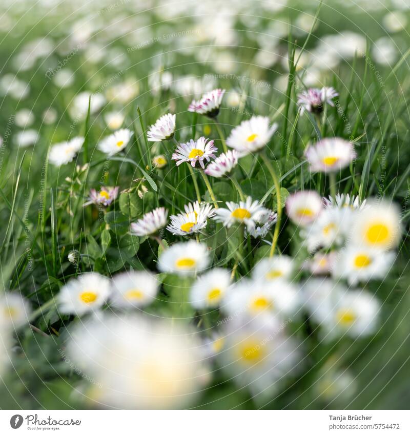 Many daisies populate a meadow Daisy daisy meadow Meadow Blossom Grass Spring White Green Blossoming Easter Beauty in nature flora March Romance Vulnerable