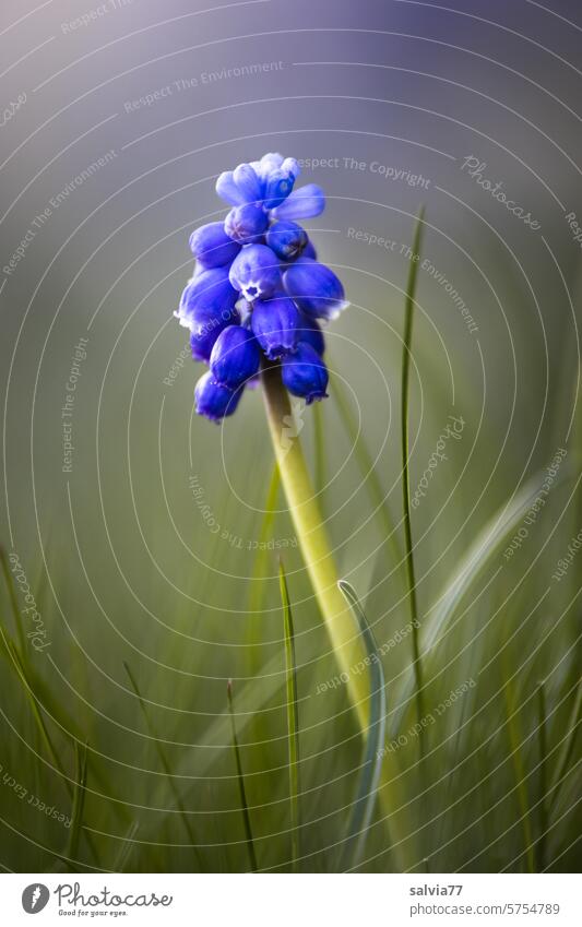 Peasant boy with blue cap Muscari Spring Plant Flower Blue Blossom Nature Close-up Macro (Extreme close-up) Colour photo Blossoming Hyacinthus Spring fever