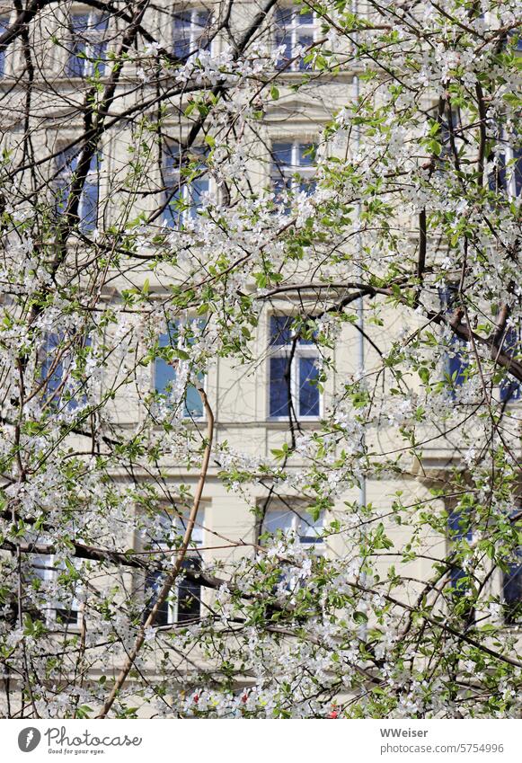 Spring in Berlin- A blossoming tree with delicate green leaves in front of a residential building House (Residential Structure) Apartment Building