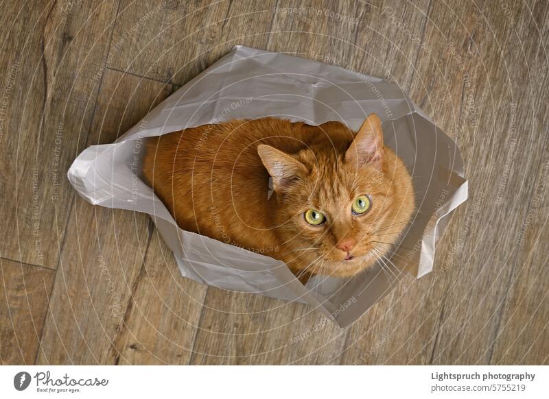 Cute ginger cat looking curious out of a paper bag, seen directly above. domestic cat looking at camera staring peeking shopping bag high angle view curiosity