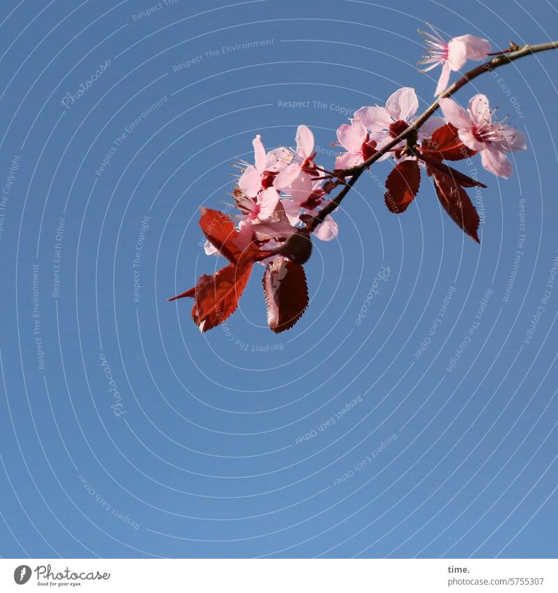 cherry blossom branch Twig Branch Spring Sky Nature Environment awakening Force sunny Spring fever Plant Blossoming Cherry blossom Cherry tree Beautiful weather