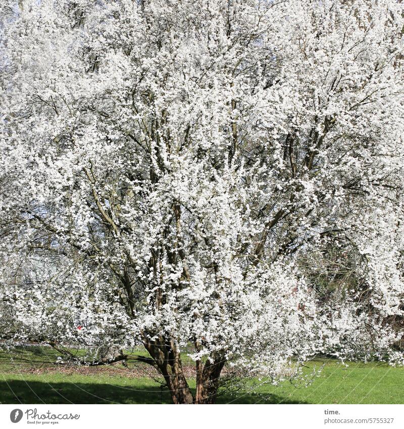 Fireworks tree, says Lukas Nature Environment Tree Blossom splendour Spring spring twigs branches Park Meadow Fragrance White luscious lavish generously Cherry