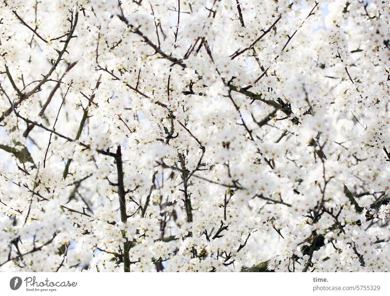 Spring snow, finds Lukas Nature Environment Tree Blossom splendour spring twigs branches White luscious lavish generously Cherry Bird cherry Wild cherry Detail