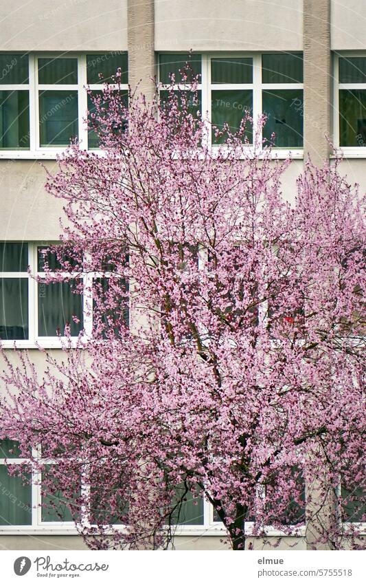 Blooming blood plum tree in front of an office building Blood plum tree Spring Blossom tree blossom Office building Spring fever pink flowers Blog Delicate