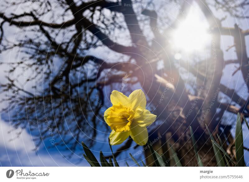 Daffodil under a tree Flower Narcissus daffodils Spring Blossom Plant Spring flowering plant Tree Sun Yellow Blossoming Spring fever Sunlight Exterior shot