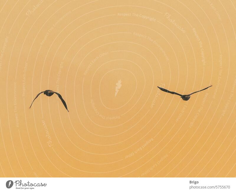 Two geese fly off into the sunset Sky birds Nature Flying Free Freedom Migratory birds bird migration Movement Air Exterior shot travel emigrate Couple