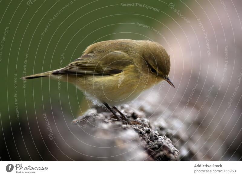 Common chiffchaff perched on a textured branch common chiffchaff phylloscopus collybita bird plumage nature wildlife avian delicate blending soft background