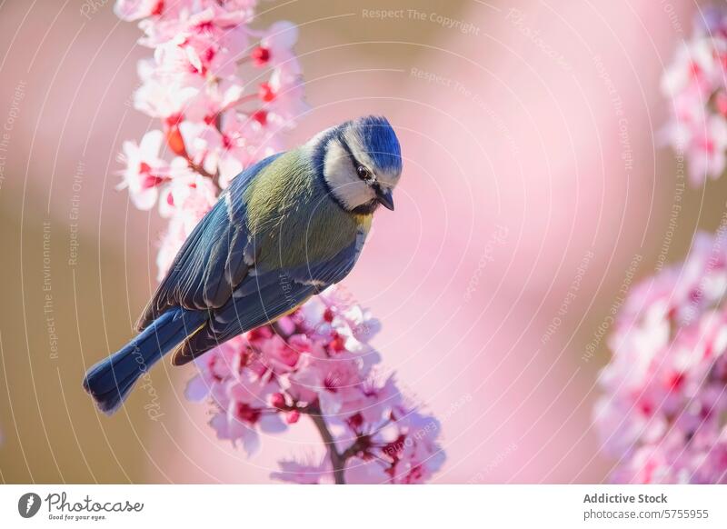 Blue Tit Amidst Almond Blossoms bird blue tit almond blossom perched pink branch nature wildlife spring vibrant cyanistes caeruleus flora bloom avian feathered