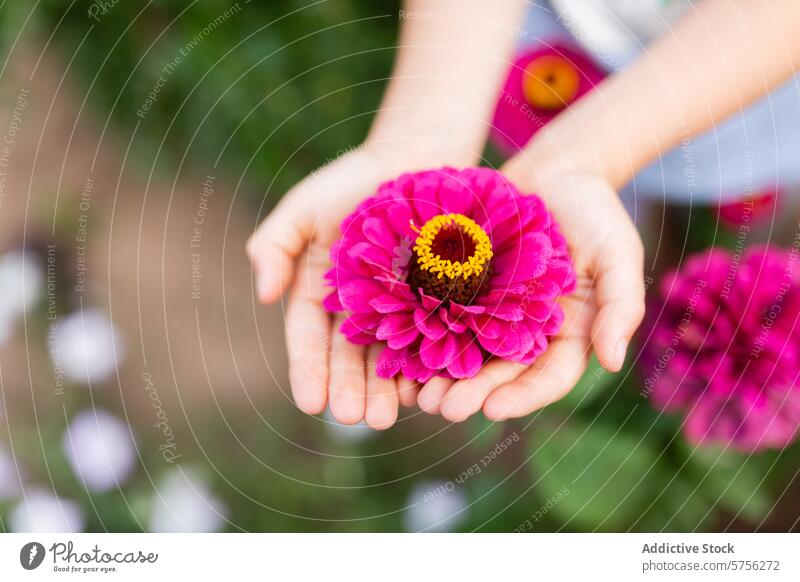 In an intimate gesture, tender anonymous hands offer a stunning pink Gerbera daisy with a vivid summer garden softly blurred in the background presenting flower