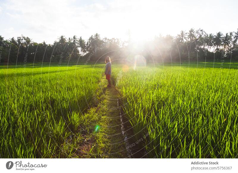 Exploring lush rice fields in Indonesia at sunset indonesia traveler rural green agriculture agritourism beauty nature landscape warm glow outdoors scenic