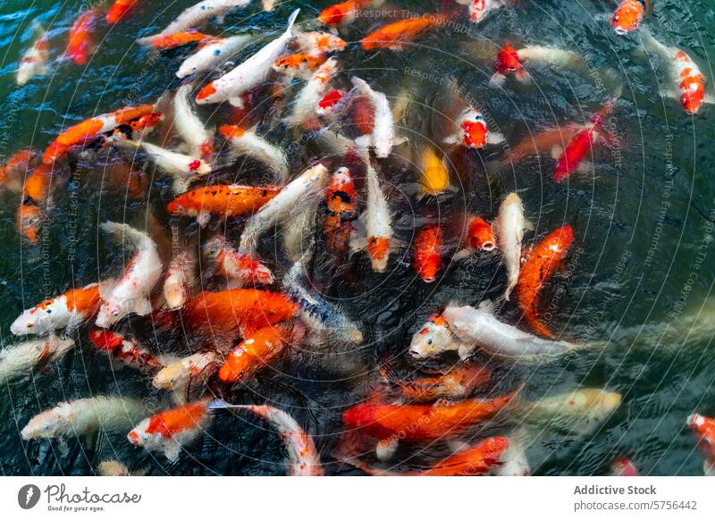 Colorful koi fish swimming in a pond in Vietnam colorful vietnam nature aquatic animal water carp pattern orange red white crowd grouped gathering outdoors