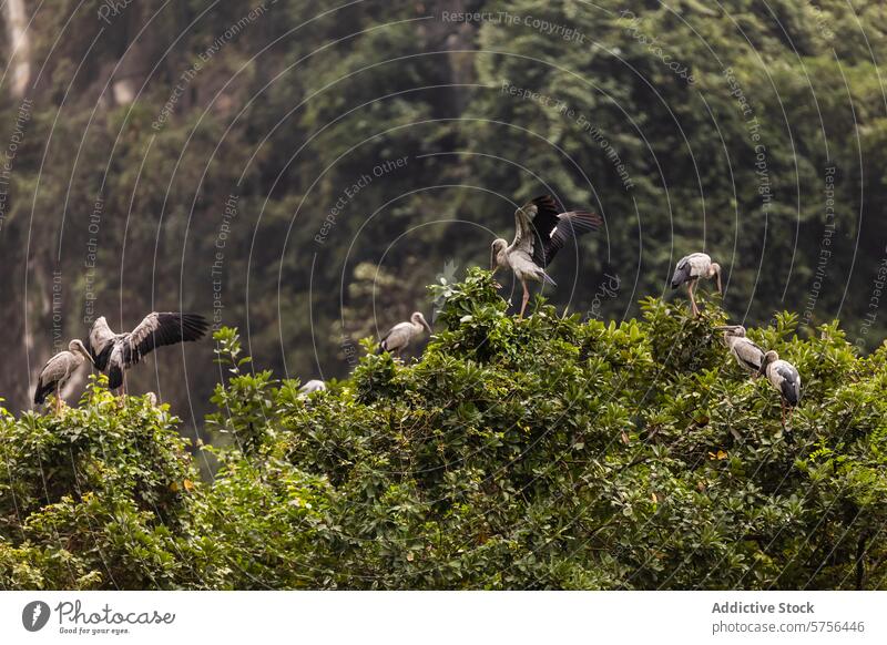 Herons in their natural habitat in Vietnam's wilderness vietnam heron bird wildlife nature greenery foliage tree wing beak perching forest biodiversity