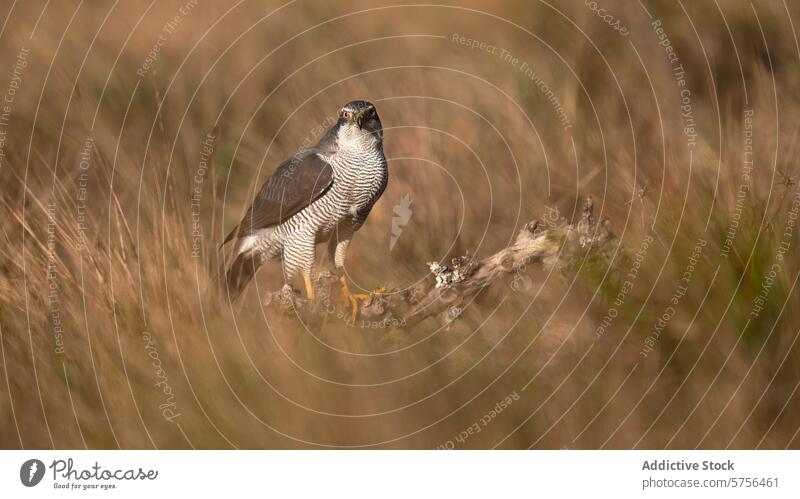 A focused female Northern Goshawk stands with commanding presence among the golden grasses, her sharp eyes surveying the surroundings goshawk bird raptor