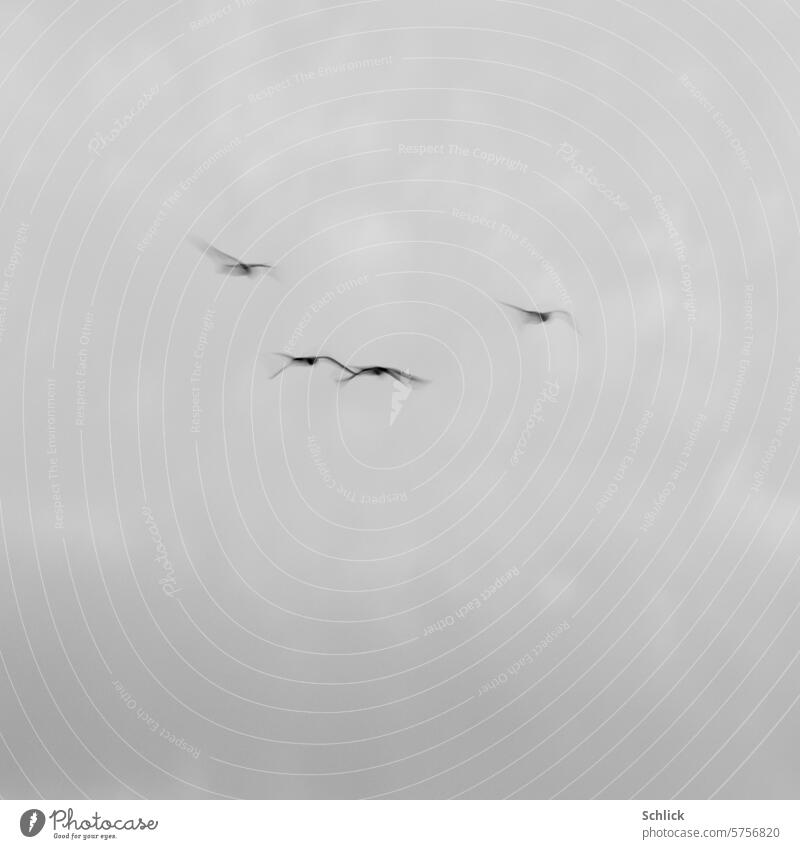 unattached birds Flying motion blur Sky Gray four Exterior shot Free Freedom Above Nature Wild animal Black & white photo Animal Movement Group of animals