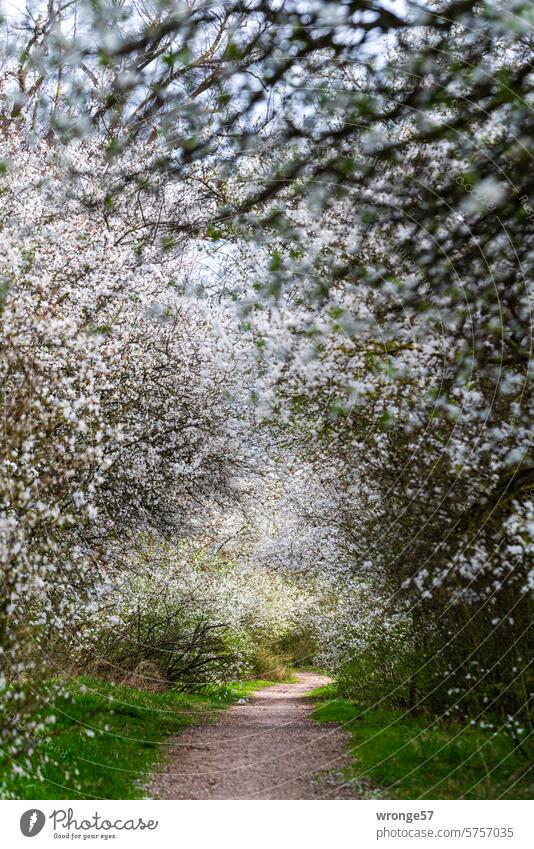 Walking among flowers one last time Spring fruit blossoms Mirabelle Blossom Fruit trees Exterior shot Colour photo off the beaten track Deserted