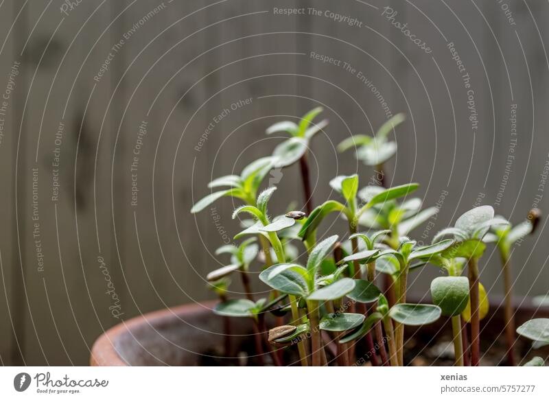 Green seedlings in a pot in front of a wooden wall sowing look Leaf Garden Spring Gardening Growth Plant Sprout Sámen youthful Sunflowers Earth Nature Wood