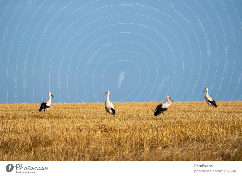 Storks  on a stubble field horizon white stork hay nature day vertebrates straw swarm animal agriculture rattle stork a lot bird outdoors Ciconia ciconia