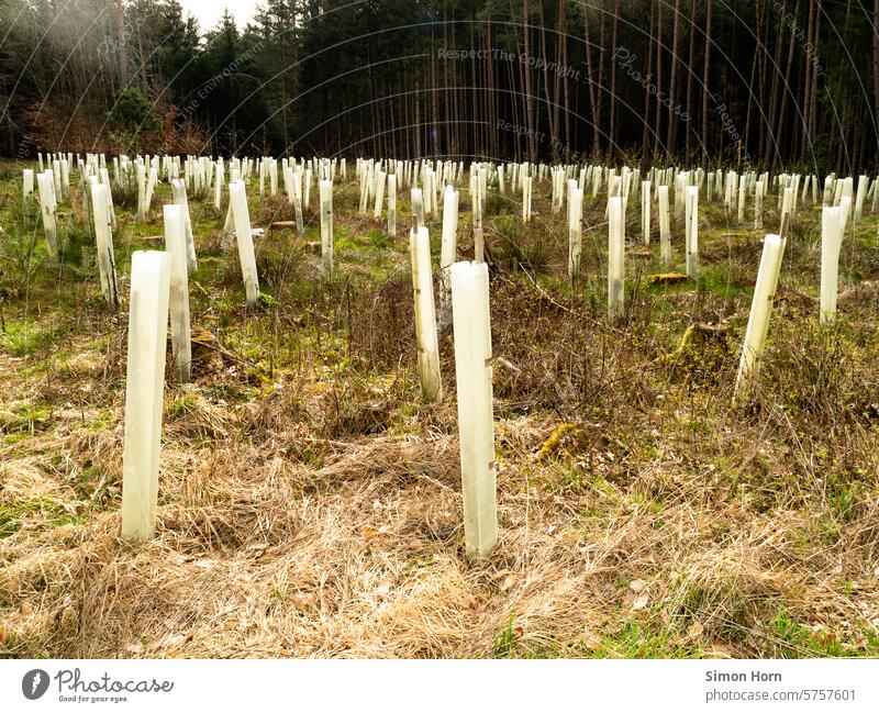 Conservation in the form of individually protected replanting of a piece of forest Plantation afforestation reforest Forest clearing Forestry safeguarded