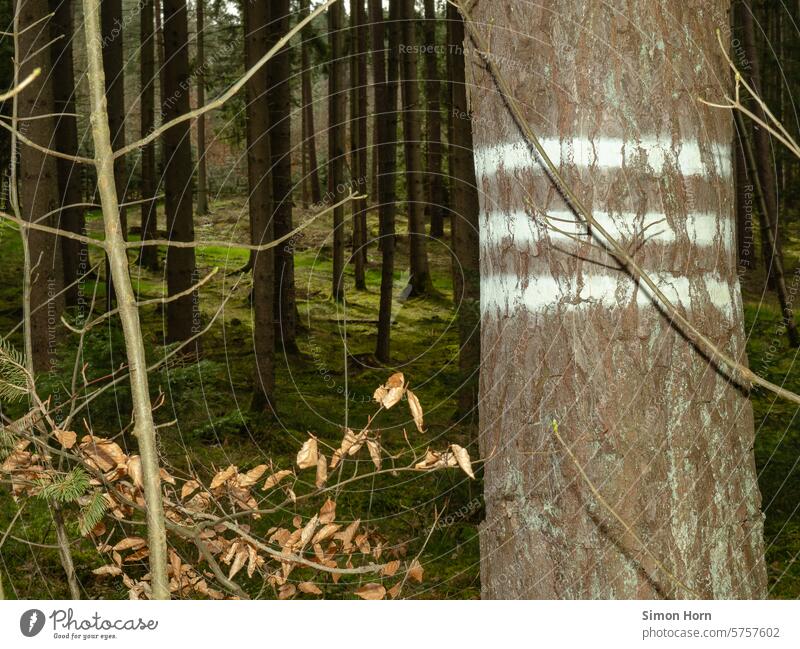 There is a mark in the form of three lines on a tree trunk in the foreground, with trees and a green forest floor in the background Forestry forestry Woodground
