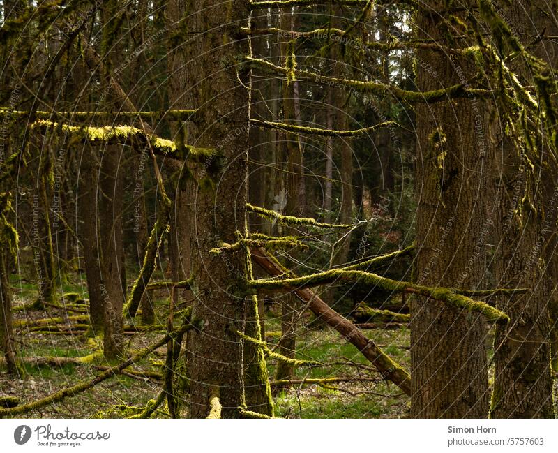 Forest trees with moss-covered branches in the sunshine Sunlight woodland Mood lighting ramified Tree Branched Light Branches and twigs Twigs and branches