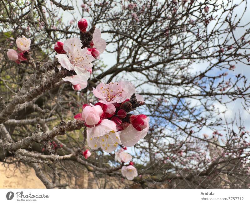 Blossoming apricot tree Apricot Tree praising apricot blossom Flower Garden Pink Nature Plant Spring heyday Fruit garden Fruit trees branches