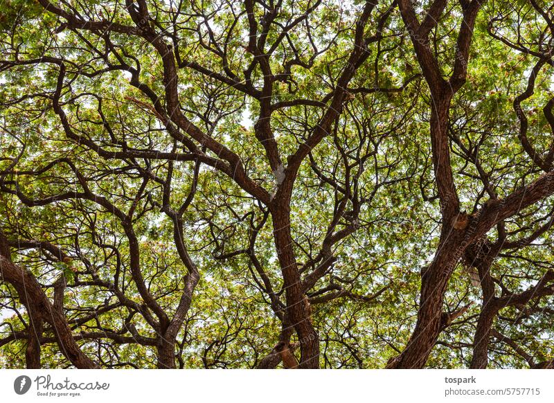 Tree in a detailed view leaves Branches and twigs Plant Leaf Green Exterior shot Colour photo Environment Nature Deserted India Forest naturally Change branches