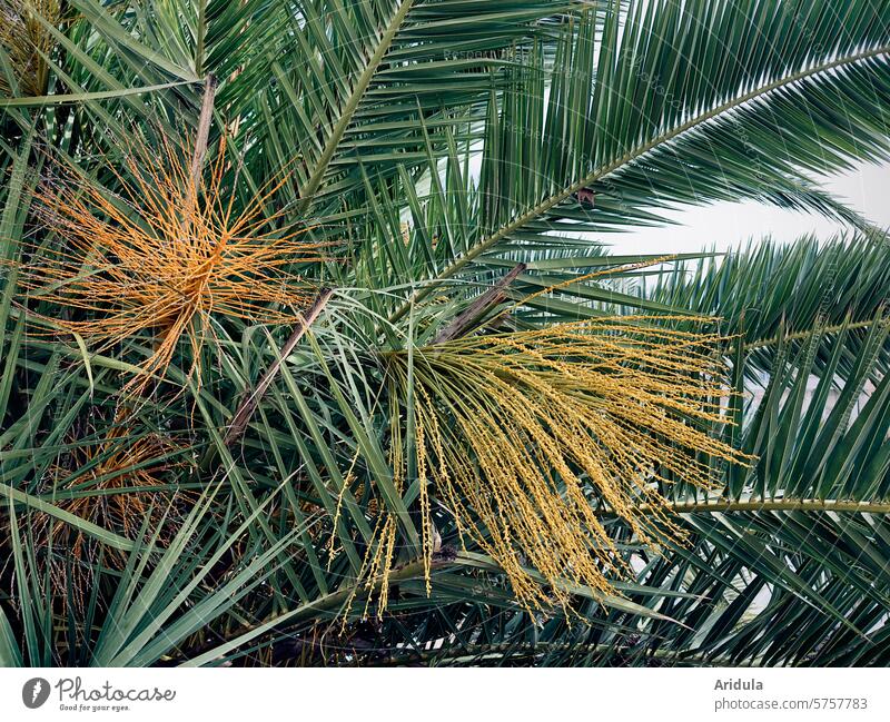 Flowering date palm Palm tree Blossom Mediterranean Italy Date palm Vacation & Travel Palm frond Summer Exotic palm branches palms Plant Green palm leaf
