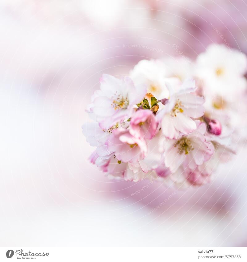 Dreamlike spring Cherry blossom Ornamental Cherry Blossoms Pink Fragrance Blossoming Spring Beautiful weather Nature Spring fever Plant Twig Blue sky