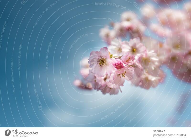 flowering twig Cherry blossom Ornamental Cherry Blossoms Pink Fragrance Blossoming Spring Beautiful weather Nature Spring fever Plant Twig Blue sky Cherry tree
